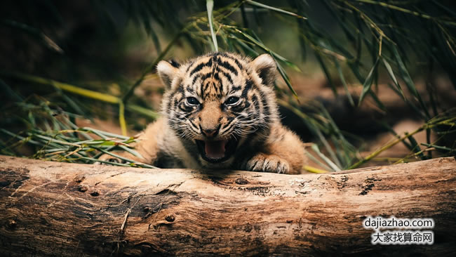 屬虎2019年運勢及運程 屬虎人2019年全年運勢