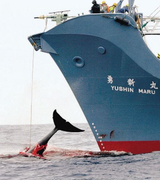 日本擬退出國際捕鯨委員會重啟捕鯨 日媒:要努力消除“退群”的負面影響