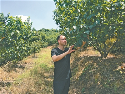 任剛：電商營銷打造“樂活”果園