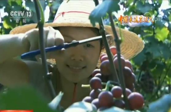 玩轉(zhuǎn)農(nóng)業(yè)新科技 農(nóng)民職業(yè)大變身 今年三農(nóng)有點“潮”