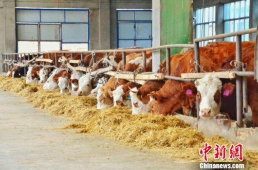 青海湟源:對口幫扶讓“山溝溝”變“金窩窩”