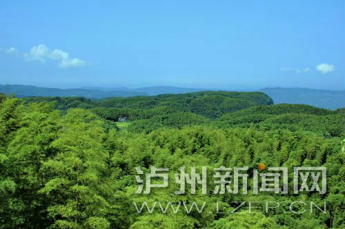 大旺竹海遠眺 市林業局供圖