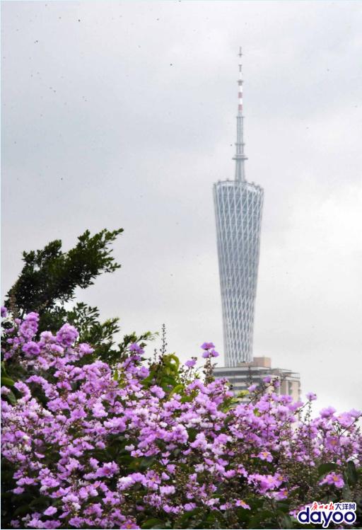 廣州城區道路兩旁大葉紫薇盛情綻放