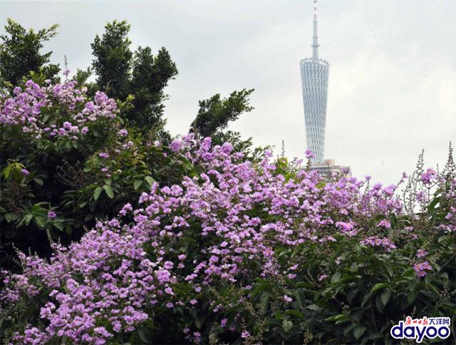 廣州城區道路兩旁大葉紫薇盛情綻放
