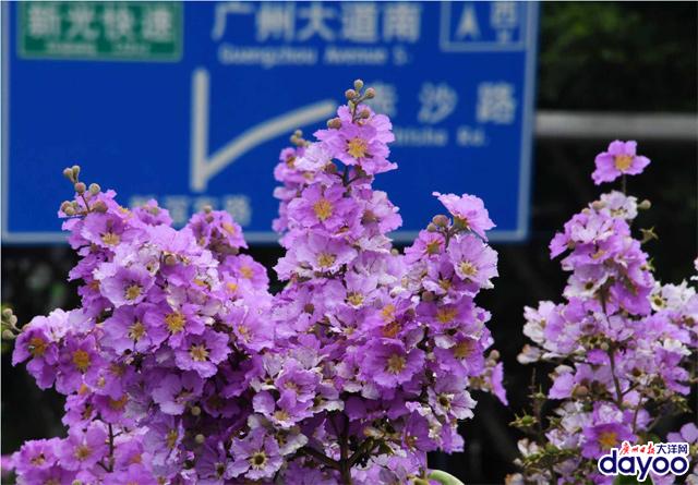 廣州城區道路兩旁大葉紫薇盛情綻放