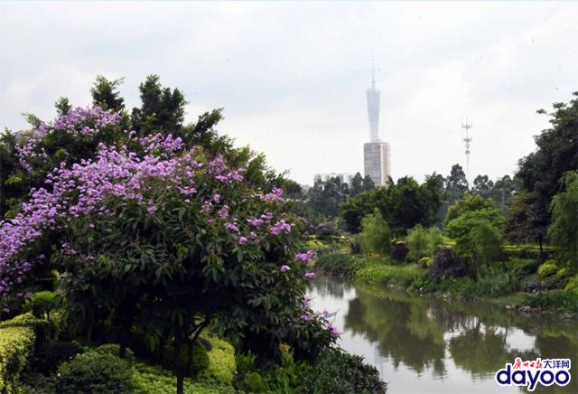 廣州城區道路兩旁大葉紫薇盛情綻放