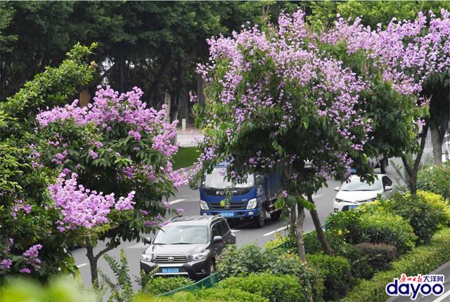 廣州城區道路兩旁大葉紫薇盛情綻放