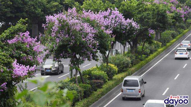 廣州城區道路兩旁大葉紫薇盛情綻放