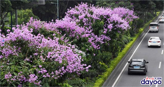 廣州城區道路兩旁大葉紫薇盛情綻放