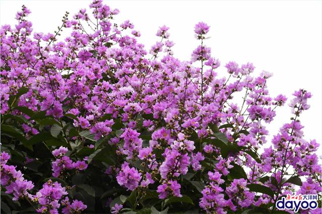 廣州城區道路兩旁大葉紫薇盛情綻放