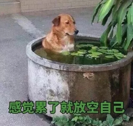 勵志文案：母雞就要多學習，不然會變老母雞！