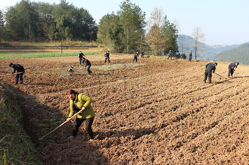 【脫貧攻堅在行動】南江百余民警放下“鋼槍”拿鋤頭 下到田間地頭開展主題黨日活動（圖）