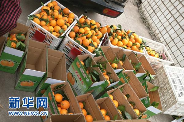 新春走基層：電商致富路上春橙飄香