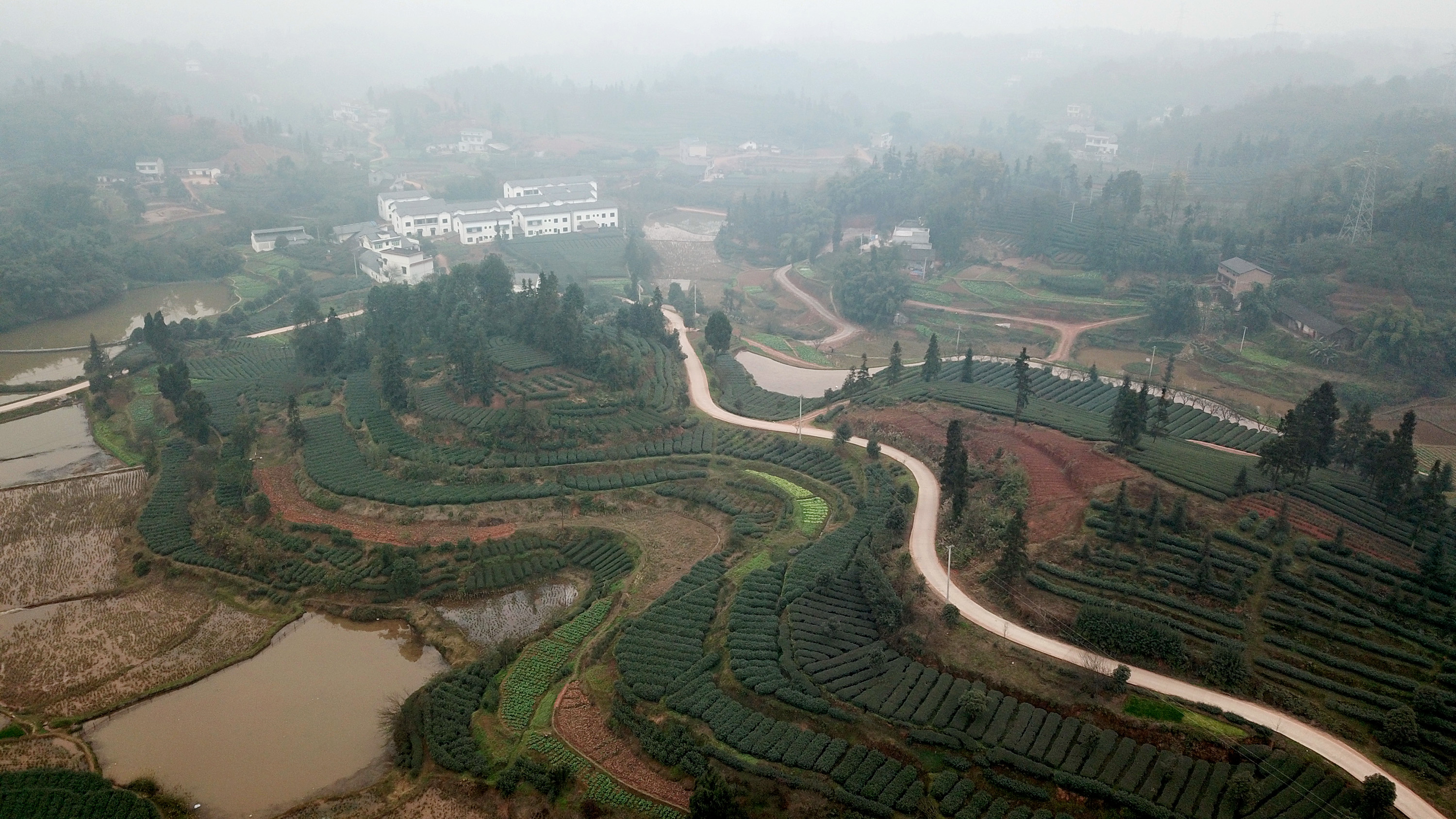 全球同緯度最早新茶上市 瀘州納溪新茶采摘忙