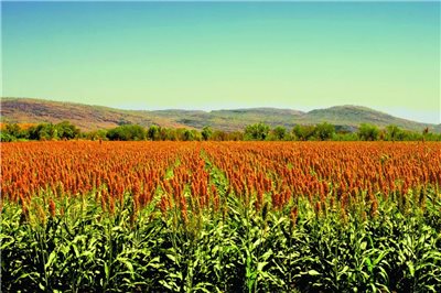 河套酒業集團2018年度十大新聞