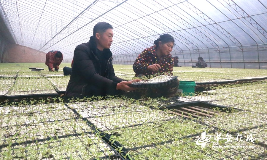 【新春走基層】蚌埠：產業扶貧促增收 村民走上致富路