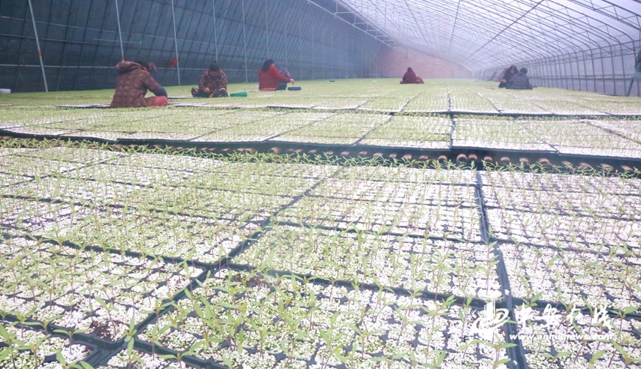 【新春走基層】蚌埠：產業扶貧促增收 村民走上致富路