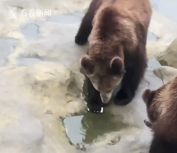 最貴投喂！游客誤將iPhone當蘋果投喂棕熊