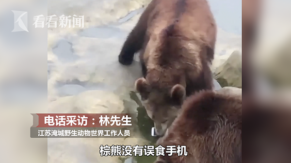 最貴投喂！游客誤將iPhone當蘋果投喂棕熊