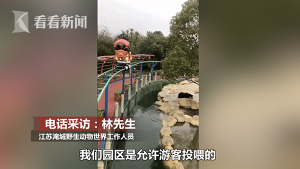 最貴投喂！游客誤將iPhone當蘋果投喂棕熊