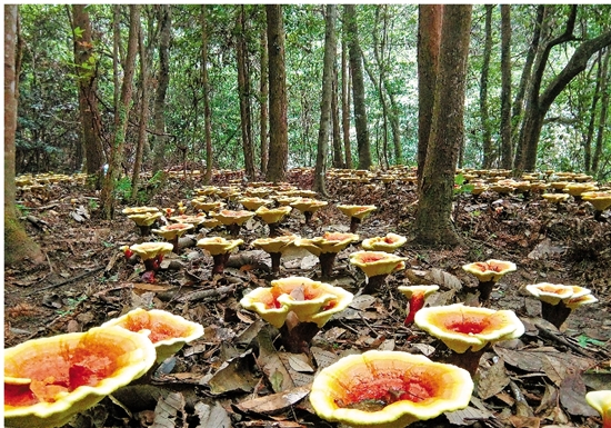農民收入增幅連續10年居全省首位 解析麗水農民增收密碼