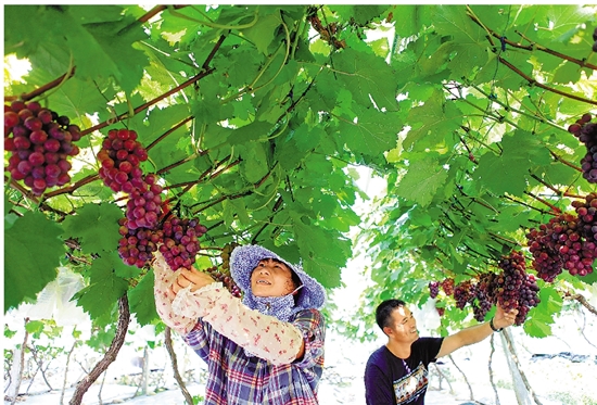 農民收入增幅連續10年居全省首位 解析麗水農民增收密碼