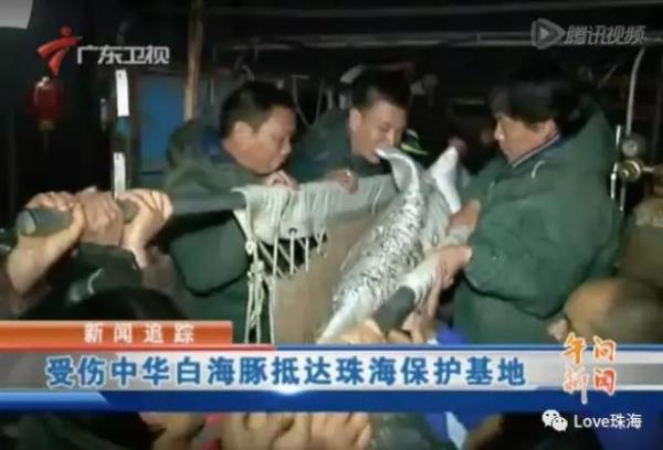 大批中華白海豚“亮相”港珠澳大橋、淇澳島海面