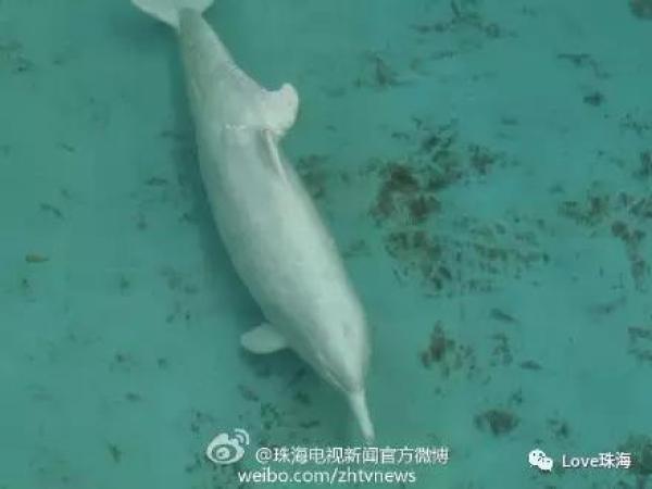 大批中華白海豚“亮相”港珠澳大橋、淇澳島海面