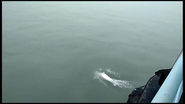 大批中華白海豚“亮相”港珠澳大橋、淇澳島海面