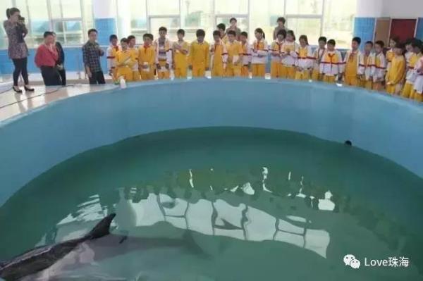 大批中華白海豚“亮相”港珠澳大橋、淇澳島海面