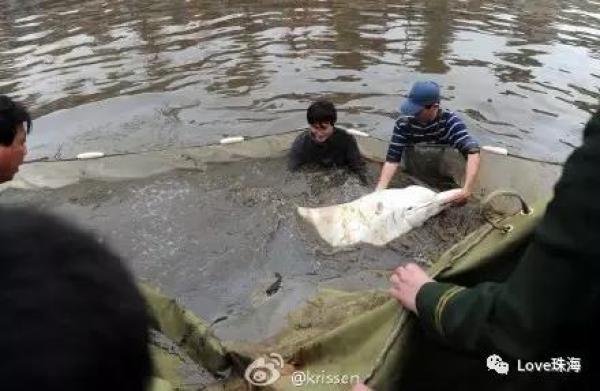 大批中華白海豚“亮相”港珠澳大橋、淇澳島海面