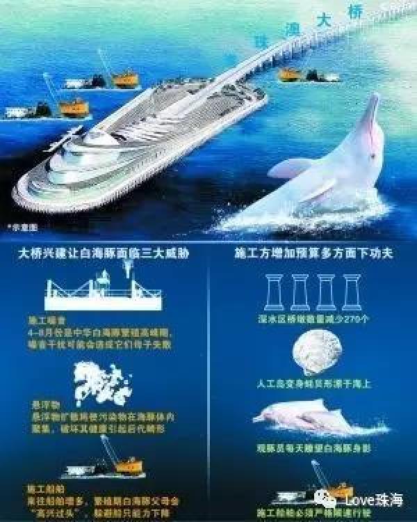 大批中華白海豚“亮相”港珠澳大橋、淇澳島海面
