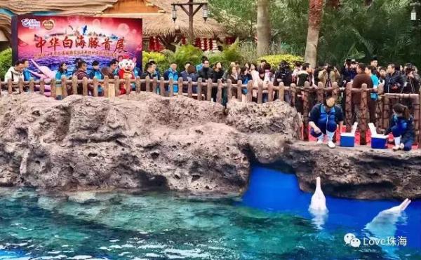 大批中華白海豚“亮相”港珠澳大橋、淇澳島海面