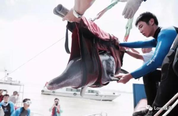 大批中華白海豚“亮相”港珠澳大橋、淇澳島海面