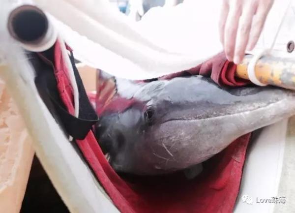 大批中華白海豚“亮相”港珠澳大橋、淇澳島海面